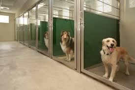 Luxury boarding kennels near me