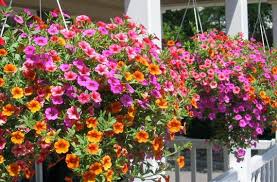 El nombre que les ha dado no es, he buscado para verle los cuidados pero no son, asi que, a ver si podéis echarme una mano! Nombres De Plantas Colgantes Para Balcones Novocom Top