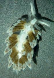 Image result for Bergia salaria