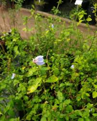 Image result for Justicia petiolaris