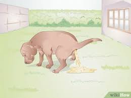 However, these can be managed by your vet, and the. How To Care For Your Dog After Being Neutered 9 Steps