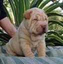 Shar-Pei Puppies For Sale | Greenfield Puppies