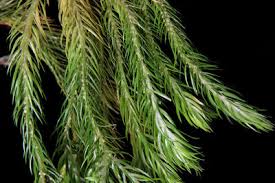 Image result for Huperzia afromontana