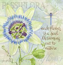 Botanical Jane Shasky Flower Art Flower Drawing Flower Quotes