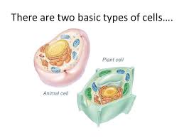 We did not find results for: There Are Two Basic Types Of Cells Plant Cells Ppt Download