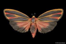 Black And White Spotted Moth Ontario Painted Lichen Moth Hypoprepia Fucosa Tricolor Moth Moth Caterpillar Bugs And Insects