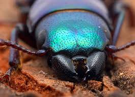 Image result for Tridactyle virgula