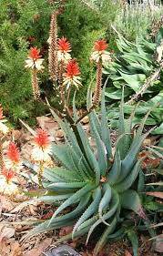 Image result for Aloe wildii