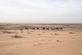 This speed was used by arab warriors in attacking an enemy. On A Caravan With One Of The Sahara S Last European Explorers