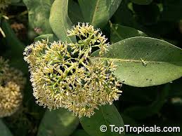 Image result for Coptosperma supra-axillare