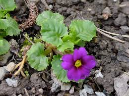 Image result for Primula