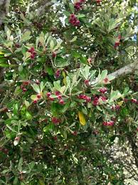 Standards are plants that are clipped into a ball shape on top of a tall clear stem. Karo Shrubs And Small Trees Of The Forest Te Ara Encyclopedia Of New Zealand