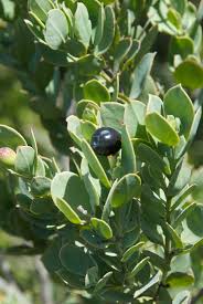 Image result for Osyris compressa