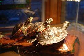 In general, however, an aquatic turtle can potentially go between one week and a few months without water. How Long Should A Red Eared Slider Bask The Turtle Hub