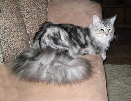 Rehome buy and sell, and give an animal a forever home with preloved! Kitten For Sale Mn
