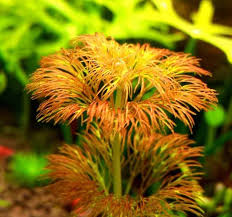 Image result for Limnophila fluviatilis