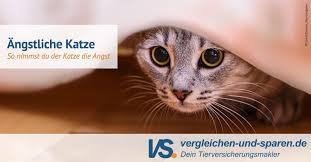 Du willst deine katze impfen lassen beachte diese 10 dinge. Meine Katze Hat Angst Tipps Fur Angstliche Katzen Vs