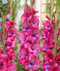 Image result for Gladiolus melleri
