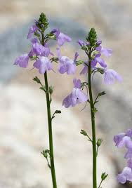 Nuttallanthus Texanus Texas Toadflax Southeastern Arizona Wildflowers And Plants