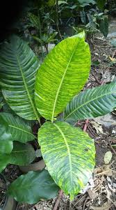 Rhodospatha Picta By Jose Buono Colon Puerto Rico Indoor Bonsai Tree Bonsai Soil Indoor Gardens