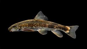 Image result for Tinnea apiculata