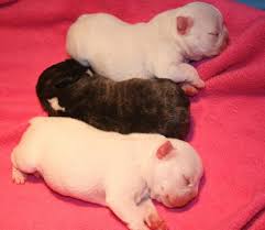 Find local french bulldog puppies for sale and dogs for adoption near you. Three Newborn French Bulldog Puppies Jpg 1 Comment Hi Res 720p Hd