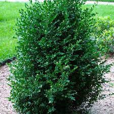 Check spelling or type a new query. Boxwood Finegardening