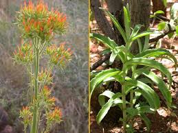 Image result for Kalanchoe lanceolata