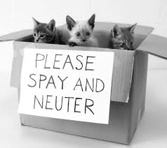 This service includes the spay/neuter surgery, feline leukemia testing, rabies vaccine and mandatory ear tipping for a cost of $15. 10 Tnr And Spay Neuter Info Ideas Neuter Spay Cats