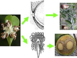 Image result for Hippocratea goetzei