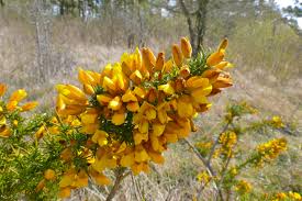 Image result for Ulex