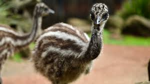 Emu australia, a brand of footwear disambiguation page providing links to topics that could be referred to by the same search term this disambiguation page lists articles associated with the title emu. Meet Kath And Kim The Cheeky Emu Chicks Central Coast Community News
