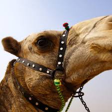 Camels have many adaptations that allow them to live successfully in desert conditions. All About Camels And The Pyramids Camel Scam Egypt Travel Blog