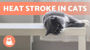 Diagnosis of heat exhaustion or heat stroke is based on a high rectal temperature (over 105° f) with a history of being in a hot environment and symptoms like those already described above. Heat Stroke In Cats Symptoms And First Aid Youtube