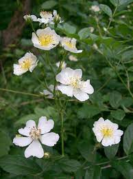 Maybe you would like to learn more about one of these? Free Photo Flowers White Thorn Flower Green Plants Free Download Jooinn