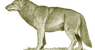 The Dire Wolf The Largest Wolf To Have Ever Lived Largest Wolf Dire Wolf Largest Wolf Species