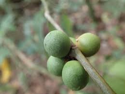 Image result for Pleiocarpa