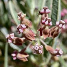 Image result for Asclepias buchwaldii