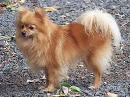 انواع كلاب البوميرينيان بالصور Dog Breeds Fluffy Dog Breeds Fluffy Dogs