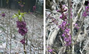 Image result for z p%u0159ednice jedovat 