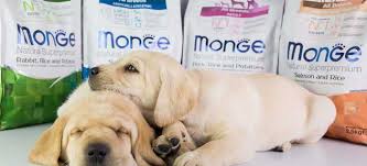 Cibi per cani con problemi al fegato, i migliori in assoluto. Crocchette Per Cani Monge Sono Davvero Le Migliori Opinioni Migliorprodotto Net Guide All Acquisto E Recensioni