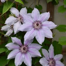 Image result for Clematis simensis