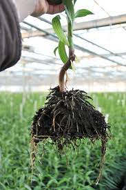 Pin On Flower Farmin