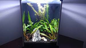 Fluval spec iii is not large enough for most of the fishes except betta and dwarf shrimp. Fluval Spec Betta Tank Update Youtube