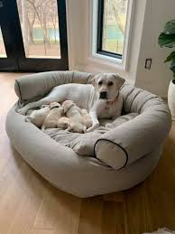 Maybe you would like to learn more about one of these? Lab Puppies For Sale Texas Home Facebook