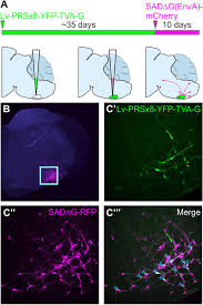 Ap biology lab notes and outlines. Frontiers A Student S Guide To Neural Circuit Tracing Neuroscience