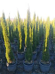 Image result for Cupressus torulosa