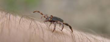 Check spelling or type a new query. Picadura De Garrapata Que Es La Fiebre Hemorragica Sociedad Cadena Ser