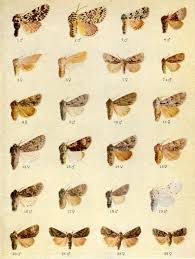 1958 Moths Identification Chart Insects By Craftissimo On