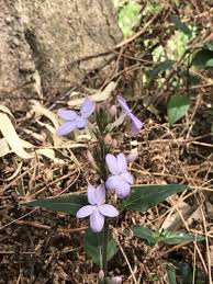 Image result for Pseuderanthemum ludovicianum